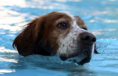Go Swimming Wtih Your Pooch